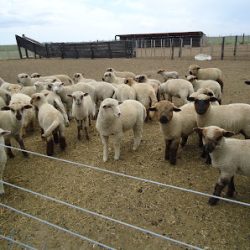 Negocio Carniceria Maragus Especilista En Cortes De Cordero