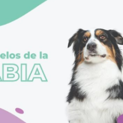 Negocio Clínica Veterinaria El Paso