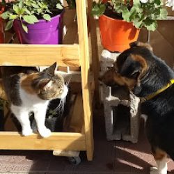 Negocio Clínica Veterinaria Emervet