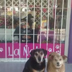 Negocio Clínica Veterinaria 