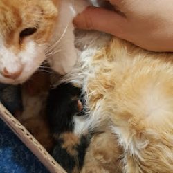 Negocio Clínica Veterinaria Mi Mascota
