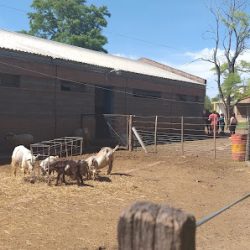 Negocio Facultad De Agronomía Y Veterinaria