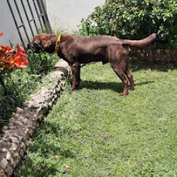 Negocio Guarderia Canina Mis PequeÑos