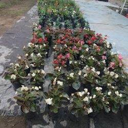 Negocio Jardín Del Lago