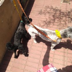 Negocio Mascotas Y Co