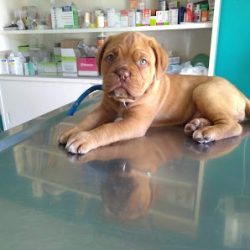 Negocio Nanovet Clínica Veterinaria Y Pet Shop
