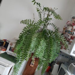 Negocio Plantas Del Hogar