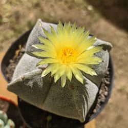 Negocio Solo Cactus