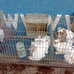 Negocio Vasquetto Agroveterinaria