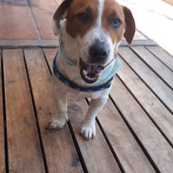 Negocio Veterinaria Bimaco