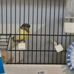 Negocio Veterinaria Dr Mazzanti