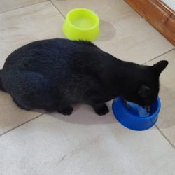 Negocio Veterinaria Melina Borda
