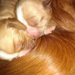 Negocio Veterinaria Nuestros Amigos