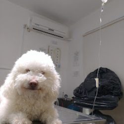 Negocio Veterinaria San Antonio