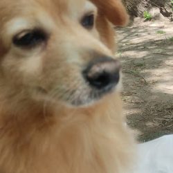 Negocio Veterinaria Zonco
