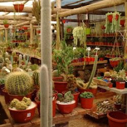 Negocio Vivero Cactus Y Bonsai Río Cuarto
