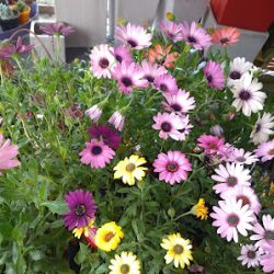 Negocio Vivero Carbonetta