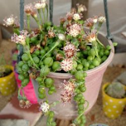 Negocio Vivero La Huerta De Los Rastas