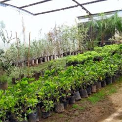 Negocio Vivero Unigarden